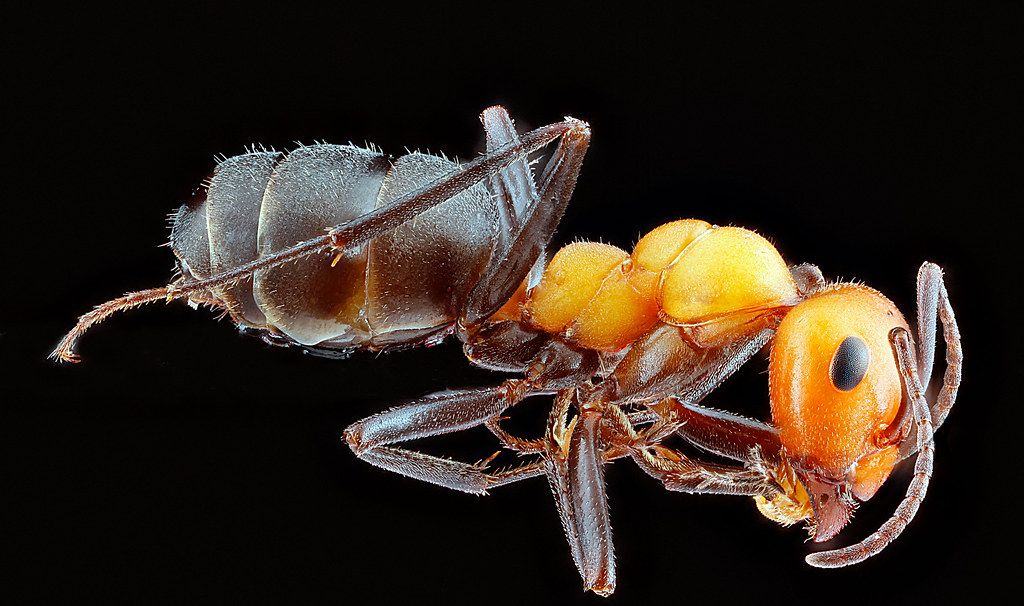 Ant Control service in Lake Elsinore, CA