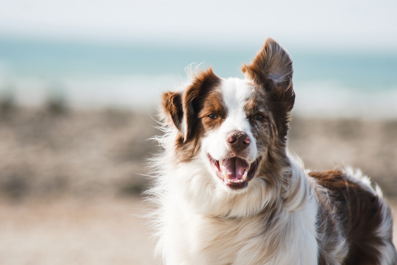 Flea & Tick Control service in Lake Elsinore, CA