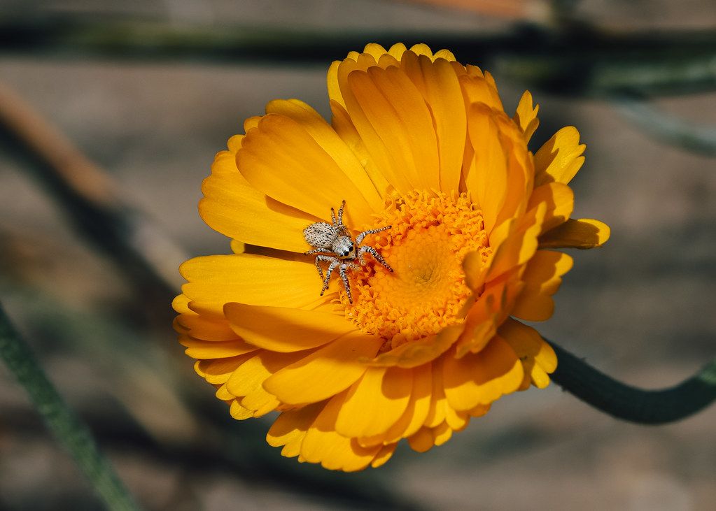 Spider Control service in Lake Elsinore, CA